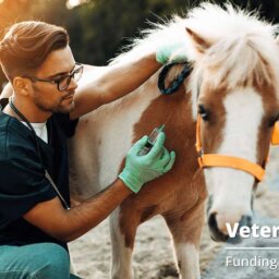 Why Your Veterinary Website Needs a Blog